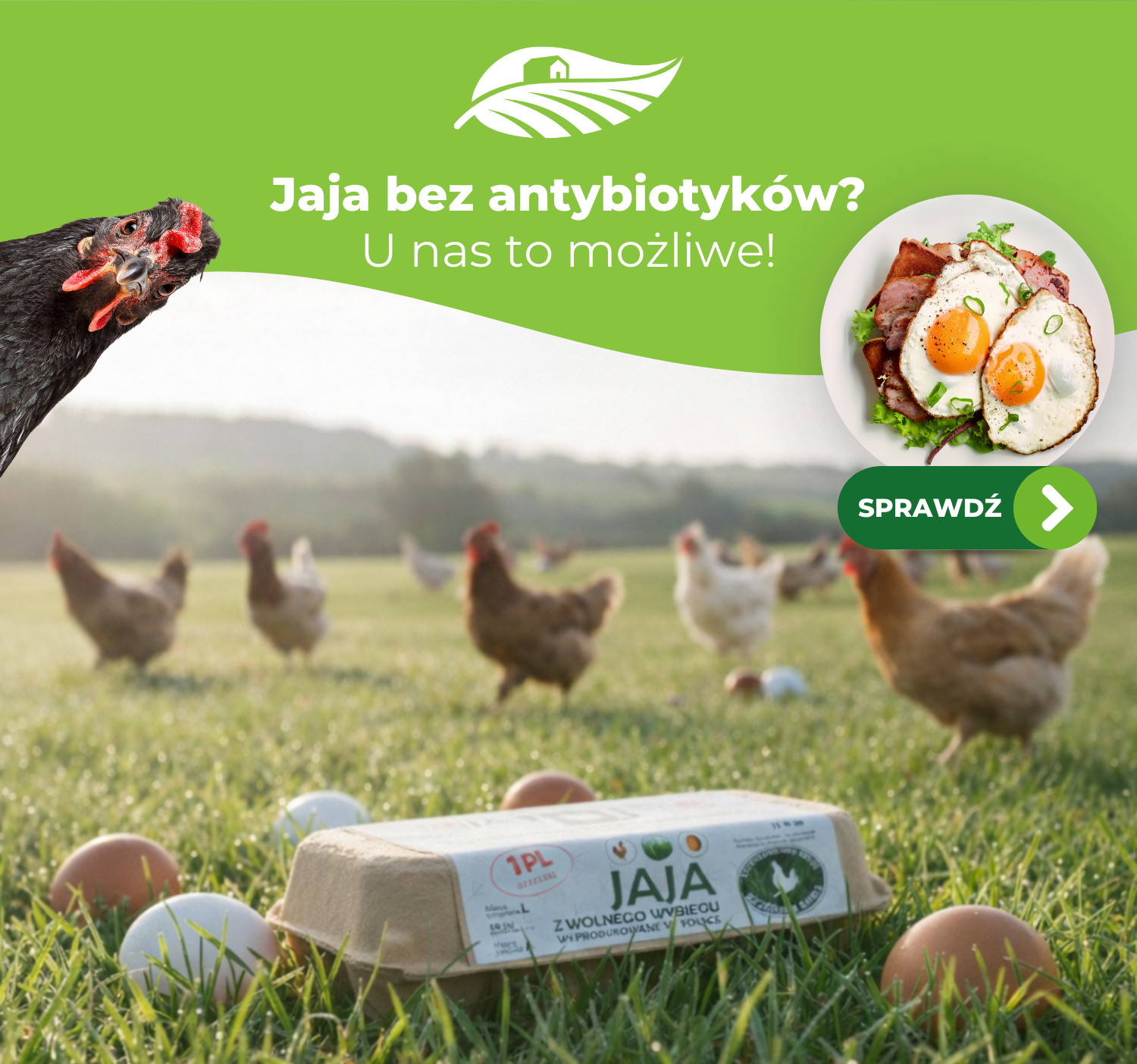 Kupuj jaja najlepszej jakości!